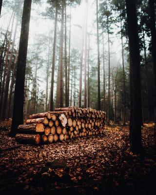 timbered logs in the forest